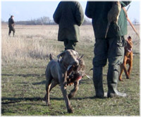 Weimári vizsla fácánt visz