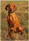 Szittya magyar vizsla