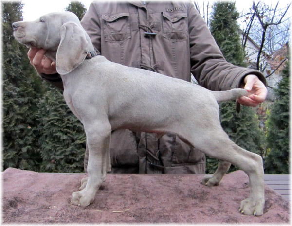 Weimari vizsla kölyök weimaraner puppie